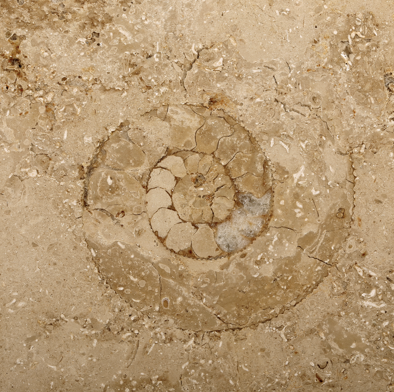 Jura Marble Edition Compact con enchufe suizo (TIPO J)